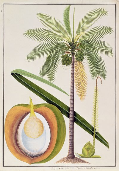 Cocoa Nut Tree, from Drawings of Plants from Malacca, c.1805-18 by Chinese School